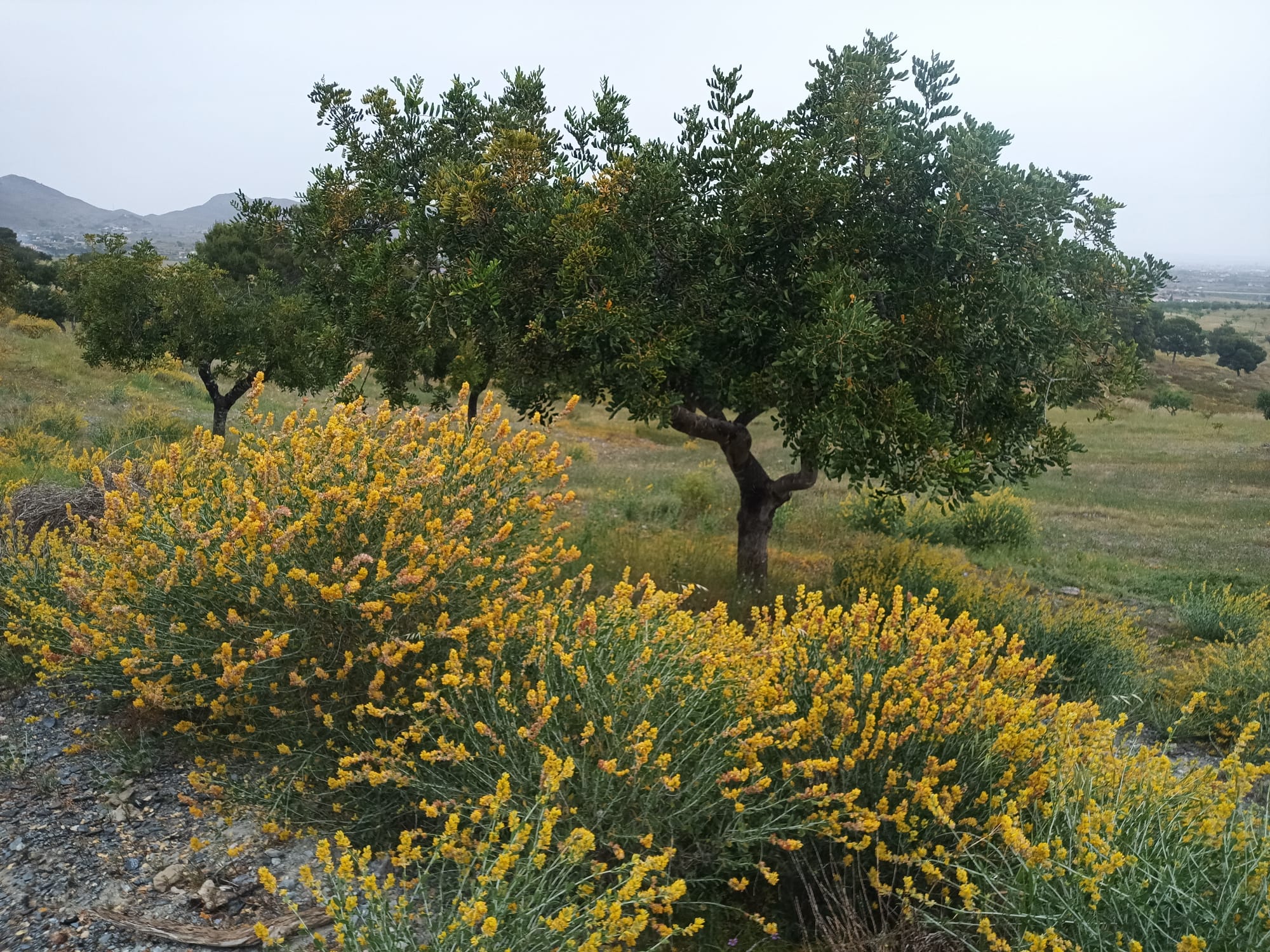 Algarrobo Campo de Cartagena